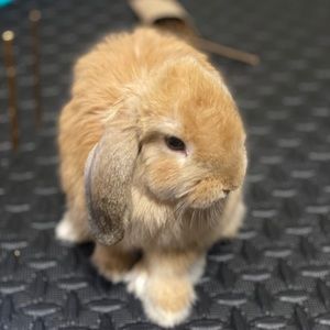 Meet your Posher, Jodi